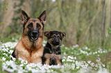 BERGER ALLEMAND 1062